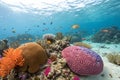Colorful coral reef in Belize Royalty Free Stock Photo
