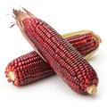 Siam Ruby Queen Thai red corn isolated on white background Royalty Free Stock Photo