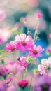 Vibrant Array of Cosmo Flowers Blooming in a Lush Garden During Springtime