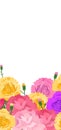 Vibrant vector illustration assorted colorful carnations. Pink, yellow, purple flowers buds, ideal Royalty Free Stock Photo