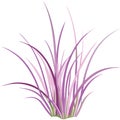 Vibrant Pink and Purple Grass Vector Illustration for Botanical Designs Royalty Free Stock Photo
