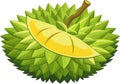 A vibrant vector illustration of tropical durian fruit, featuring its spiky shell and creamy texture Royalty Free Stock Photo
