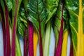 Vibrant vegetable, swiss rainbow chard