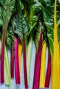 Vibrant vegetable, swiss rainbow chard