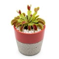 Venus Flytrap Plant in a Two- Tone Red and Gray Concrete Pot with White Pebbles carnivorous plant Royalty Free Stock Photo