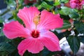 Tropical Pink Hibiscus Flower in Full Bloom Royalty Free Stock Photo