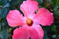 Tropical Pink Hibiscus Flower in Full Bloom Royalty Free Stock Photo