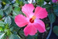 Tropical Pink Hibiscus Flower in Full Bloom Royalty Free Stock Photo