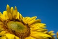 Vibrant view of a half of a sunflower with bees, looking up to a bright blue summer sky