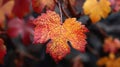 Vibrant Vine Leaves - Colorful foliage of green and red grape leaves in the sunshine Royalty Free Stock Photo