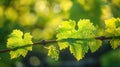 Vibrant Vine Leaves - Colorful foliage of green and red grape leaves in the sunshine Royalty Free Stock Photo