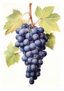 Vibrant Vines: A Stunning Depiction of Grapes in Engraving and P Royalty Free Stock Photo