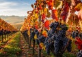 Vibrant vineyard scene with rows of grapevines laden with clusters of deep purple Royalty Free Stock Photo