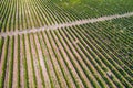 Vibrant Vineyard: A Stunning Aerial Shot of Grapevines in Rows Royalty Free Stock Photo