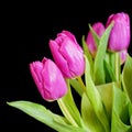 Vibrant violet colored tulip flowers on plain black background studio shot.