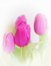 Vibrant violet colored tulip flowers on white blurred background.