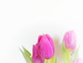 Vibrant violet colored tulip flowers on white blurred background.