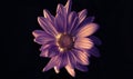 Vibrant Violet Daisy Flower