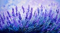 Vibrant Visions: A Lavender Garden in Full Bloom