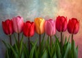 Vibrant Visions of Spring: A Stunning Display of Colorful Tulips