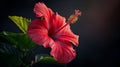 Vibrant Visions: A Tropical Hibiscus Blossoms Against a Gradient