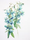 Vibrant Watercolor Artwork of Jade Vine Flower on White Background AI Generated