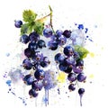 Vibrant watercolor blackcurrants burst with color and life