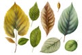 Vibrant Watercolor Collection of Beech Leaves