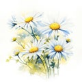 Vibrant Watercolor Daisies on White Background AI Generated