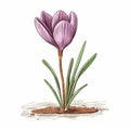 Vibrant Watercolor Illustration Of Blooming Crocus In Detailed Botanical Style