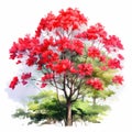 Vibrant Watercolor Illustration Of A Red Flowering Tree In Botanical Drawing