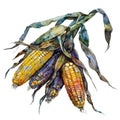 A vibrant watercolor painting of corn cobs with green leaves