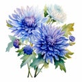 Watercolor Blue Chrysanthemum Flowers Isolated On White Background Royalty Free Stock Photo