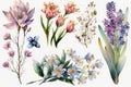 Spring Flowers Watercolor Clipart. Beauty Flower Clipart Springtime. Isolated on white background Royalty Free Stock Photo