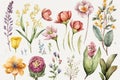 Spring Flowers Watercolor Clipart. Beauty Flower Clipart Springtime. Isolated on white background Royalty Free Stock Photo