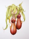 Vibrant Watercolor Painting of Nepenthes Rajah AI Generated