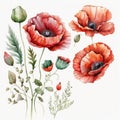 Watercolor Poppy Floral Clipart. Beautiful Watercolor set . Isolated on White Background.