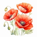 Vibrant Watercolor Poppy Illustration For Flyer Design Royalty Free Stock Photo