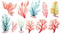 vibrant watercolor seaweed and corals in a mesmerizing underwater scene