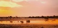 A vibrant waterhole at dusk in Etosha with elephants