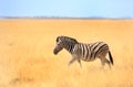 A lone zebra walking across the Etosha Plains Royalty Free Stock Photo