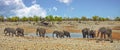 Vibrant waterhole in Etosha with a herd of elephants Royalty Free Stock Photo