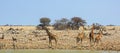 Vibrant waterhole  in Etosha, with many giraffe and springbok drinking Royalty Free Stock Photo