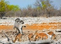 A vibrant waterhole in Etosha national park Royalty Free Stock Photo