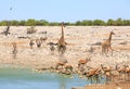 Vibrant waterhole with giraffe, springbok and Oryx against a small dust storm