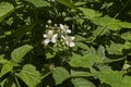 Vibrant white blackberry flowers in different stages of growth in the Lozen mountain