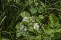 Vibrant white blackberry flowers in different stages of growth in the Lozen mountain