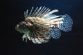 Vibrant White and BrownStriped Lionfish Swimming Around