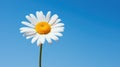 A vibrant white daisy, adorned with a bright yellow center, stands out against the canvas of a clear blue sky. Ai Generated Royalty Free Stock Photo