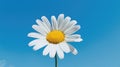 A vibrant white daisy, adorned with a bright yellow center, stands out against the canvas of a clear blue sky. Ai Generated Royalty Free Stock Photo